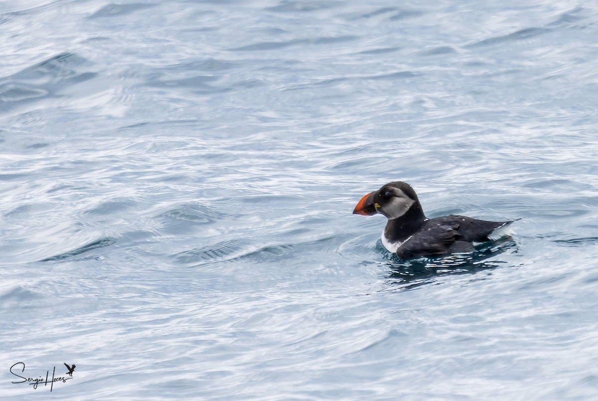 Atlantic Puffin - ML432598271