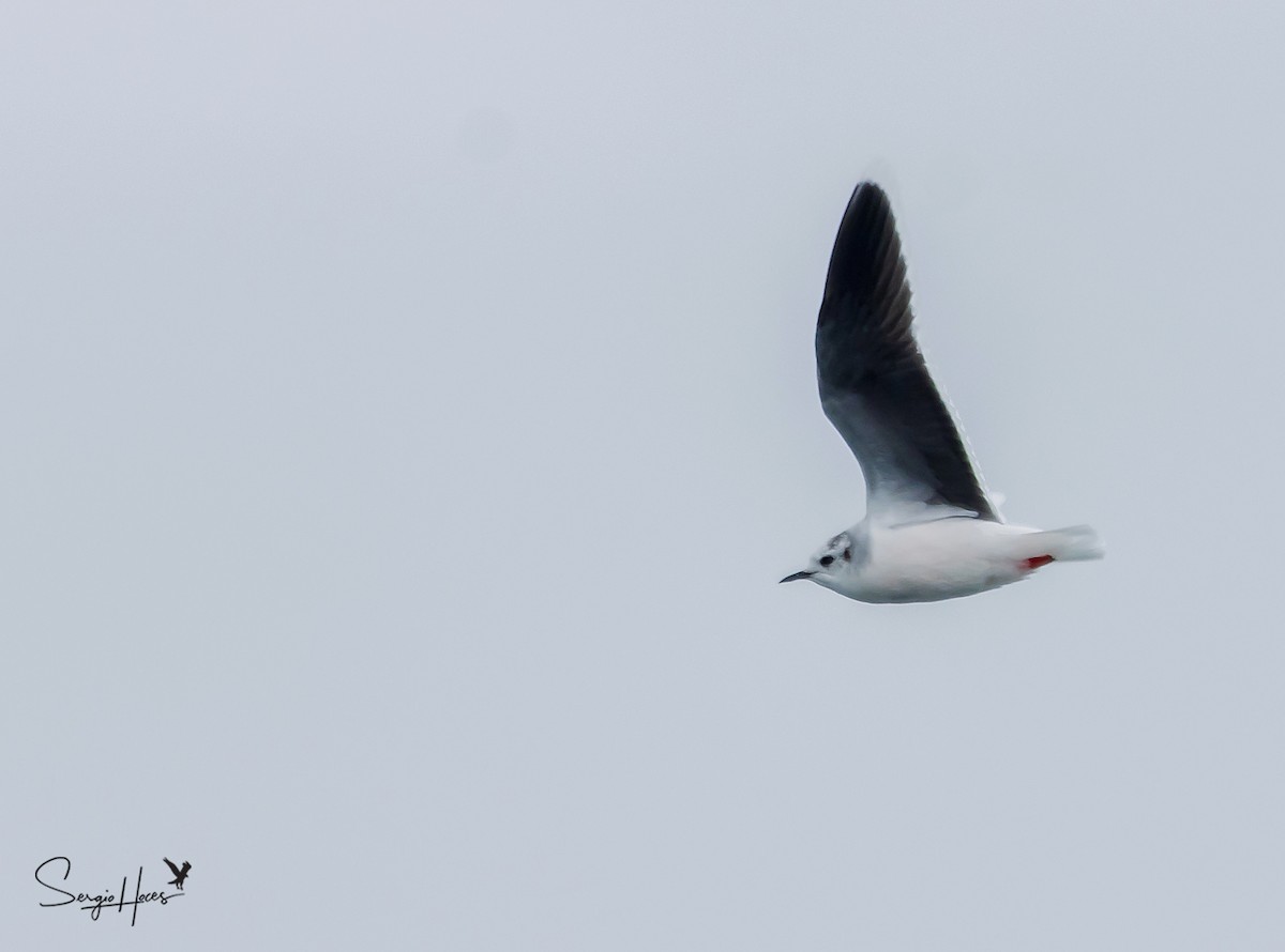 Mouette pygmée - ML432598401