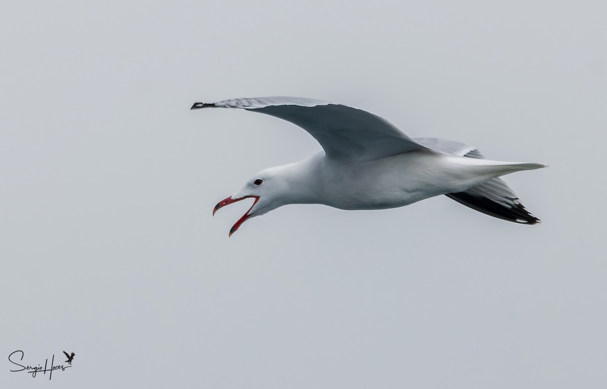 Audouin's Gull - ML432598461