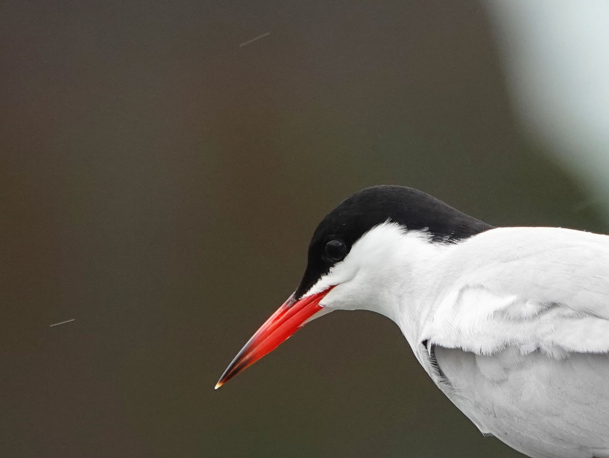 Common Tern - ML432598961