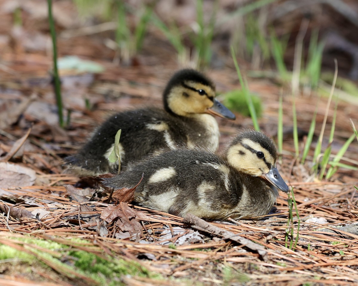 Mallard - ML432599051