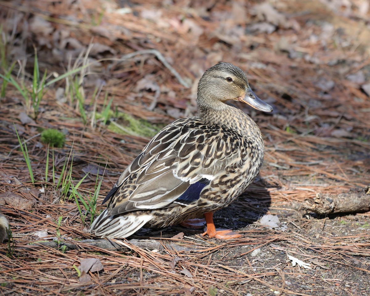 Mallard - ML432599151