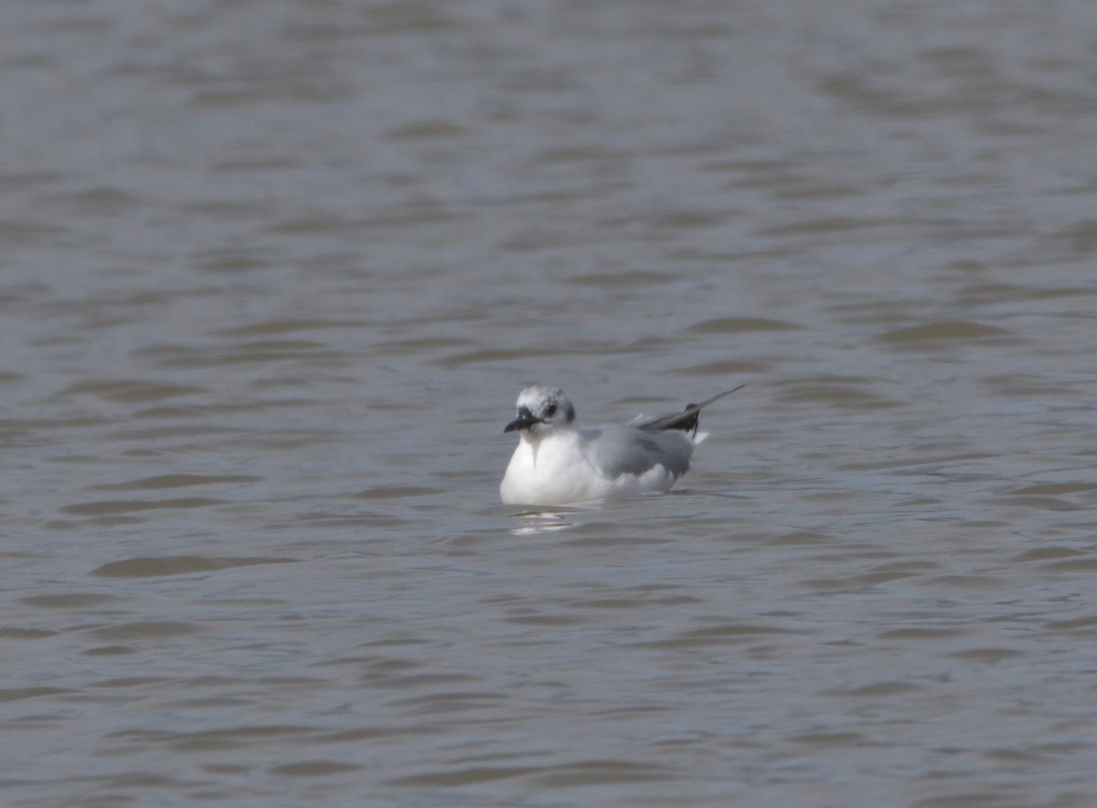 Bonaparte's Gull - ML432599181