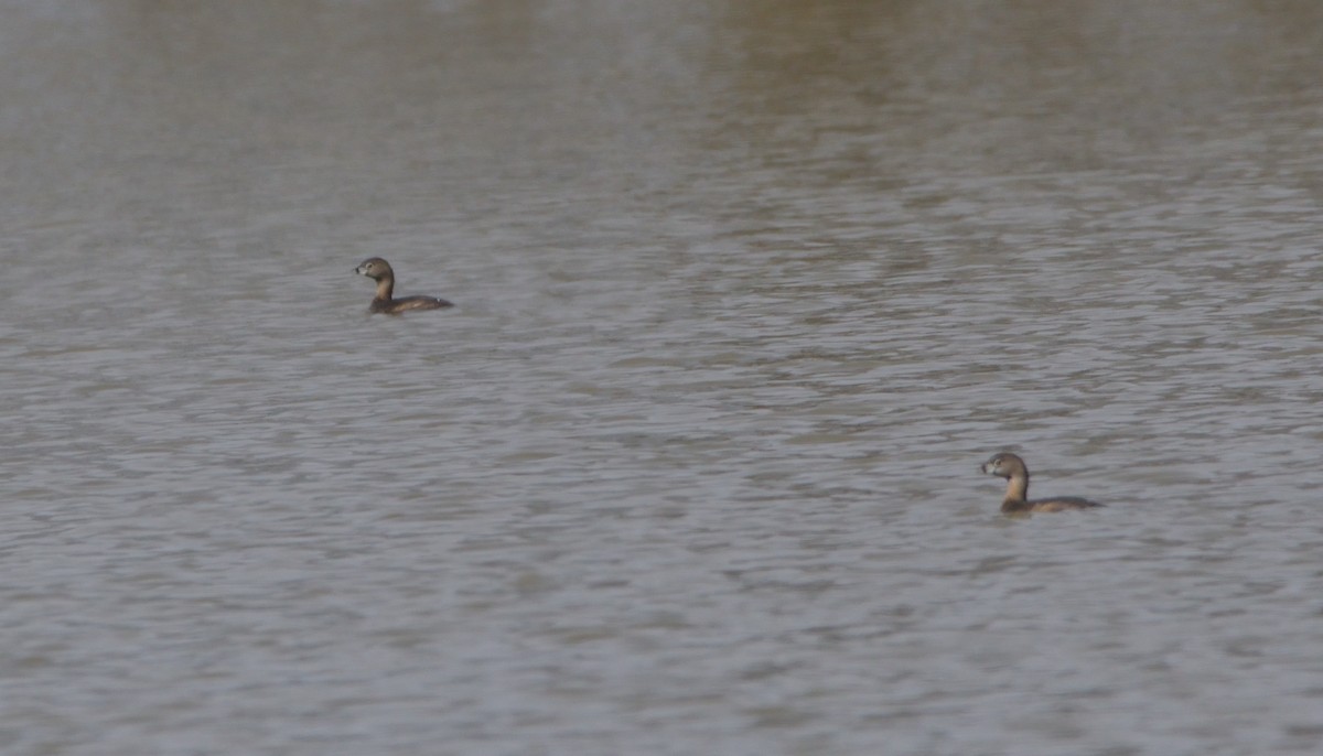 Pied-billed Grebe - ML432599231