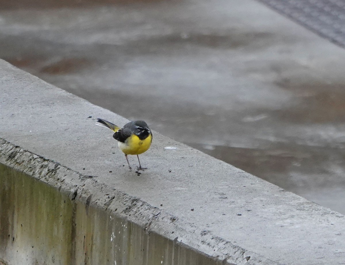 Gray Wagtail - ML432599261