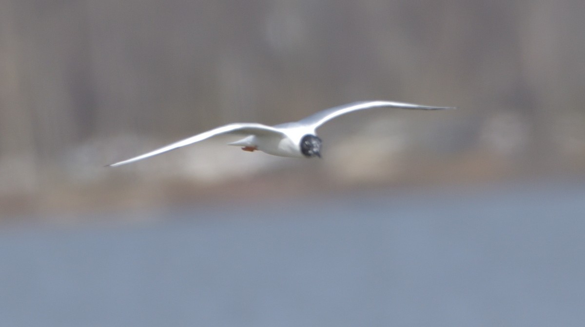 Bonaparte's Gull - ML432599631