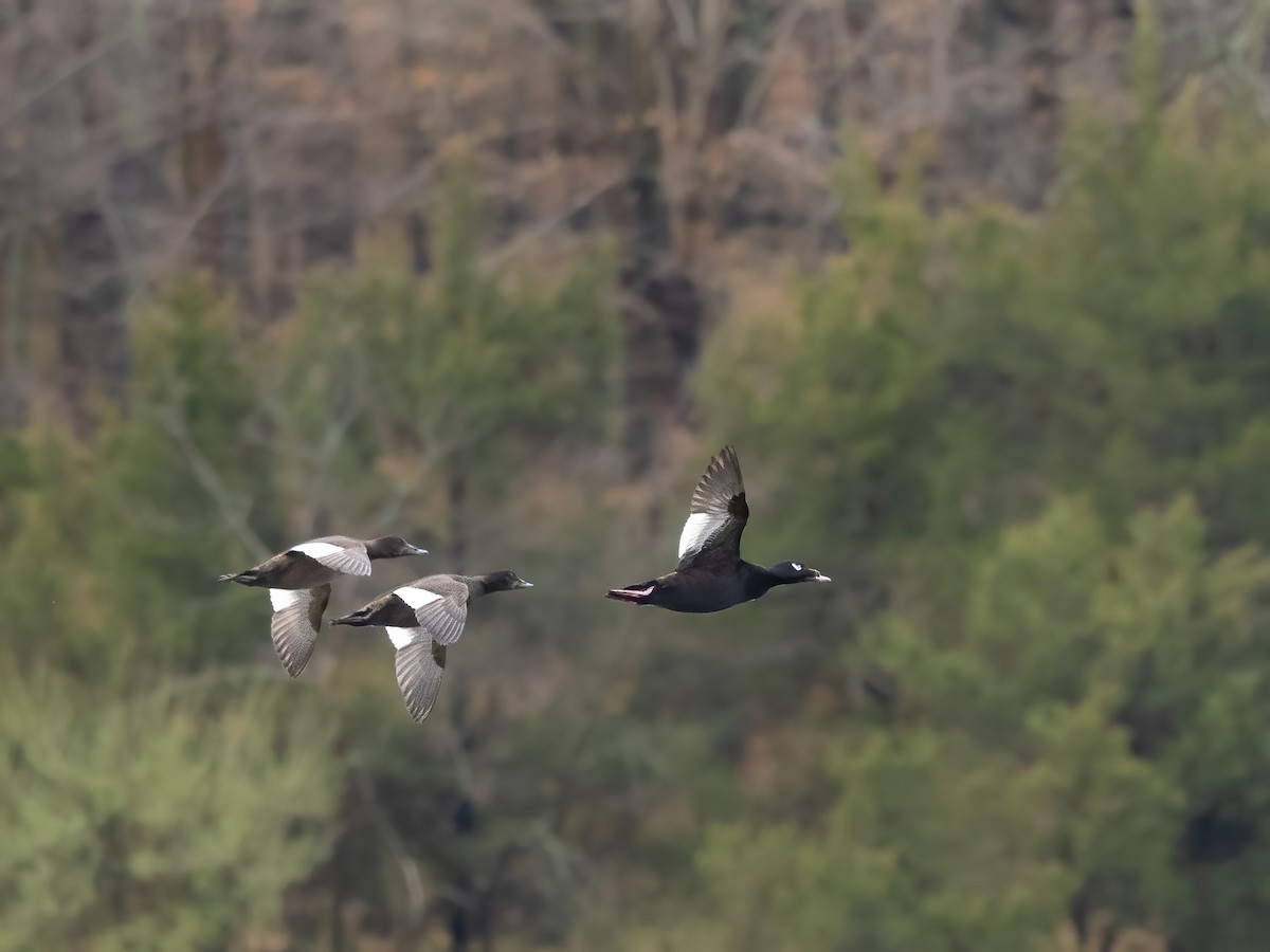 White-winged Scoter - ML432599921