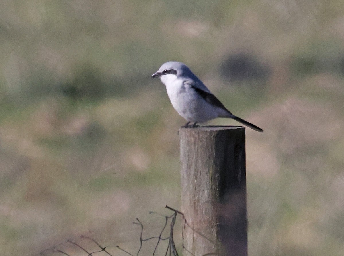 Northern Shrike - Tom  Kogut