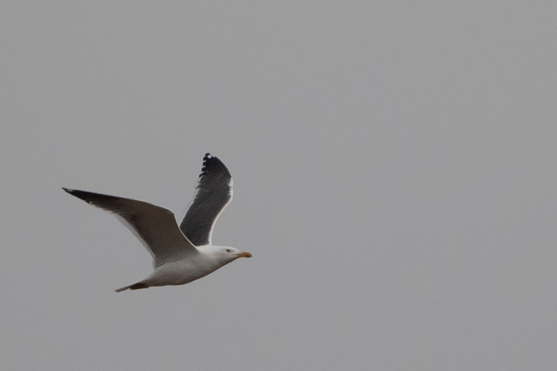 Great Black-backed Gull - ML432602331