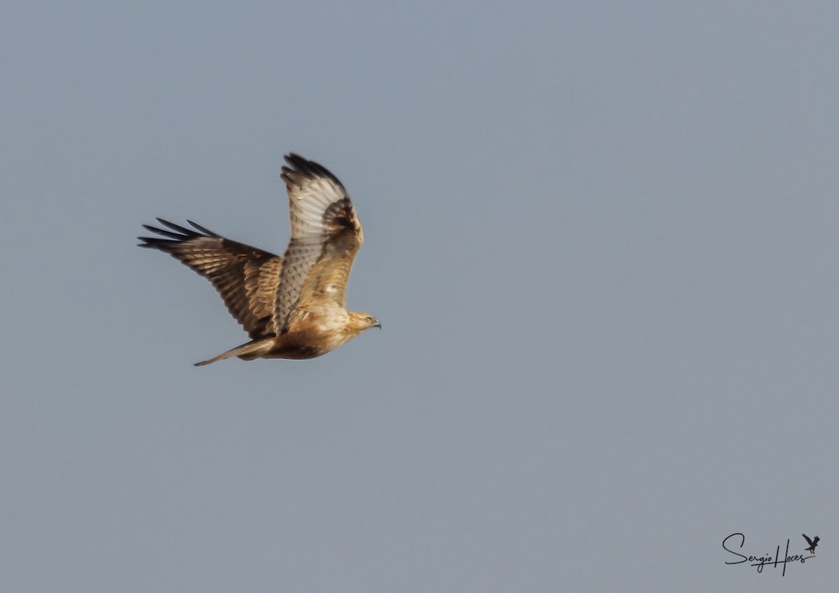 Long-legged Buzzard - ML432603641