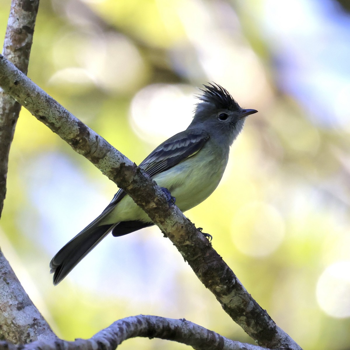 Yellow-bellied Elaenia - Cheryl Rosenfeld