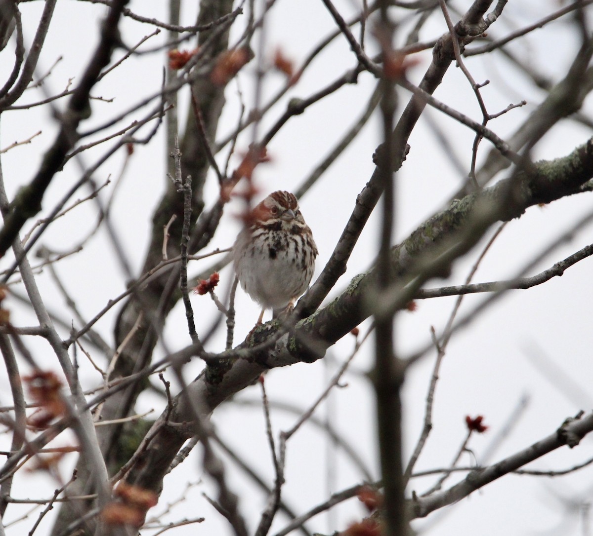 Song Sparrow - Corey Wagner