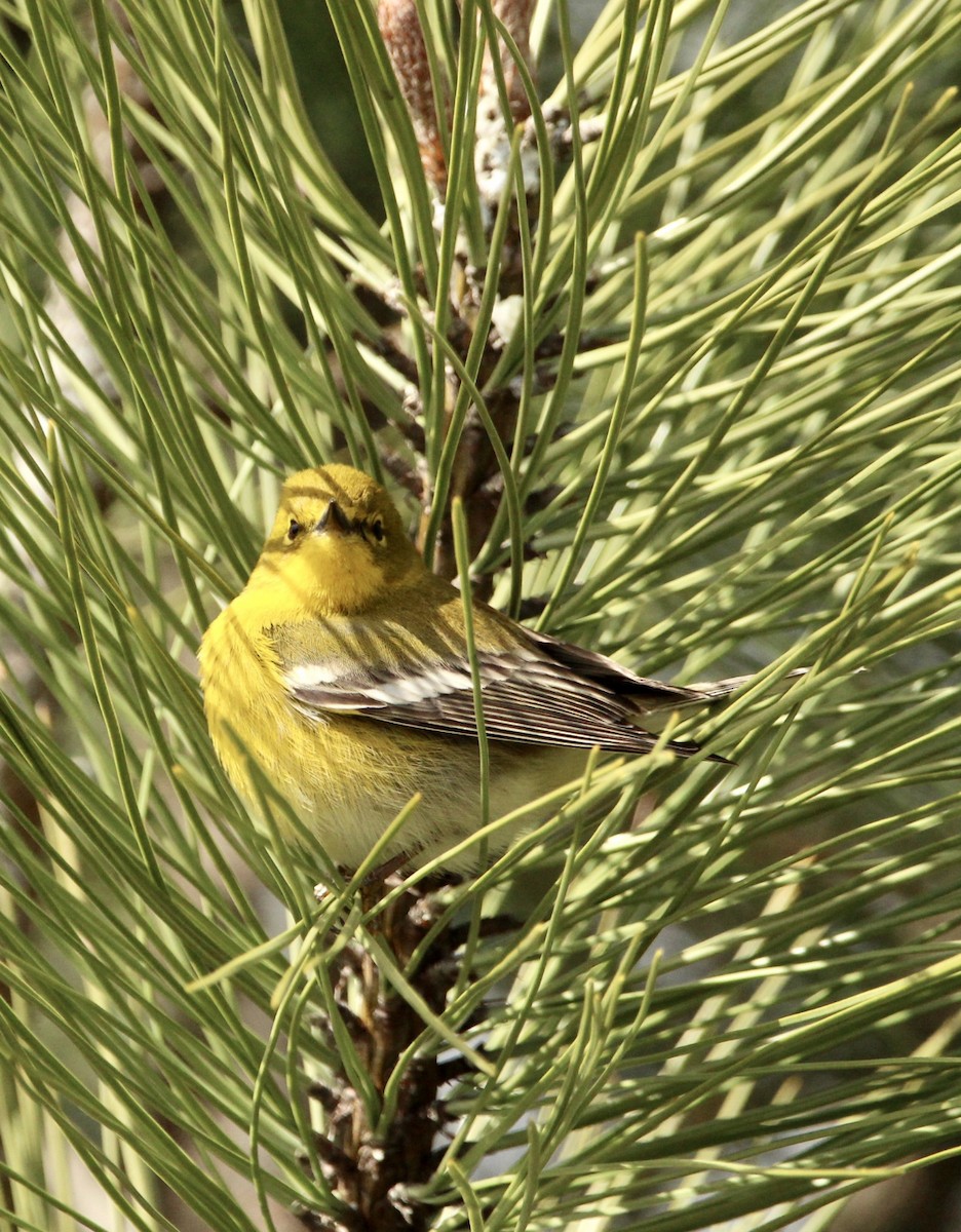 Pine Warbler - ML432604881