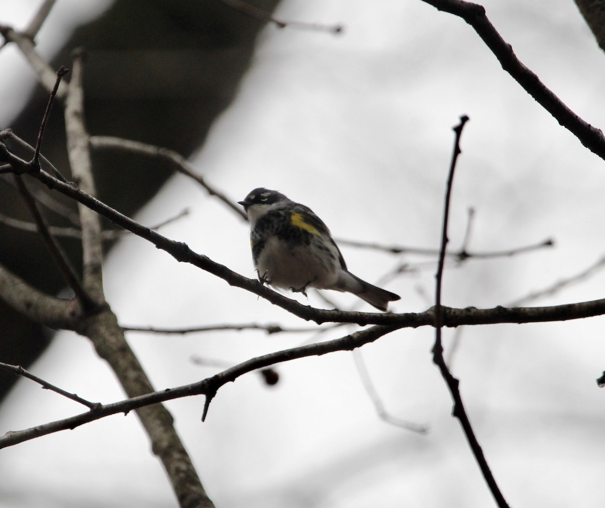 Yellow-rumped Warbler - Corey Wagner