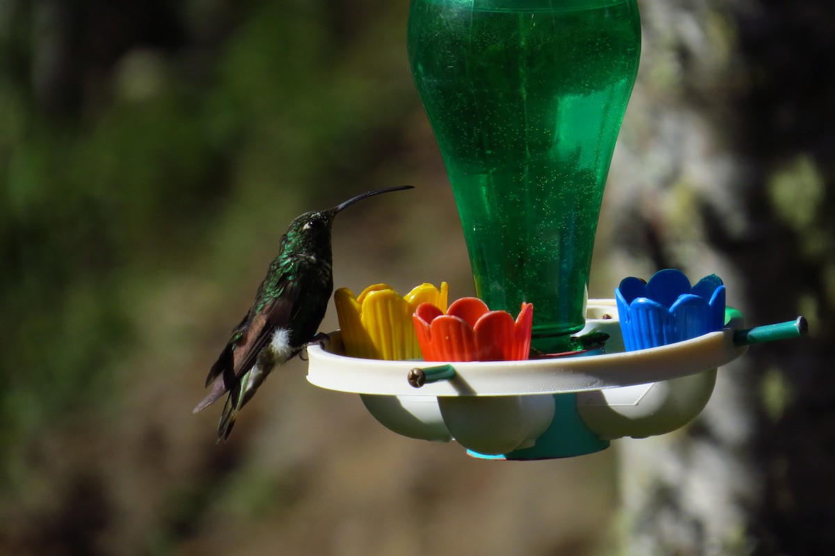 kolibřík aksamitový - ML43260501