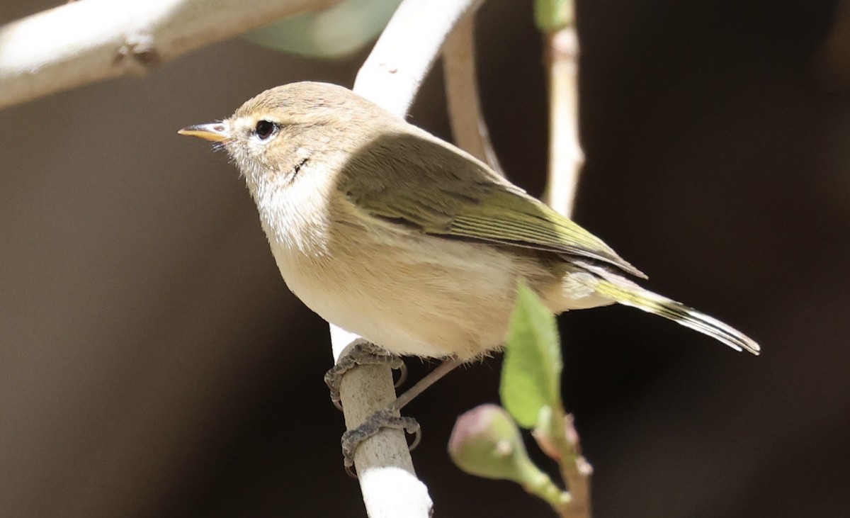 Brown Woodland-Warbler - Ted Burkett