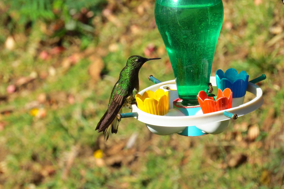 Buff-tailed Coronet - ML43260511