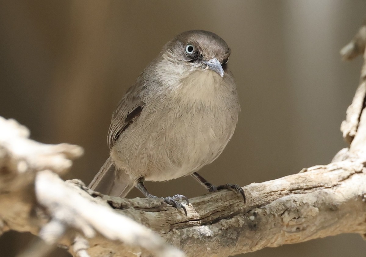 Yemen Warbler - Ted Burkett