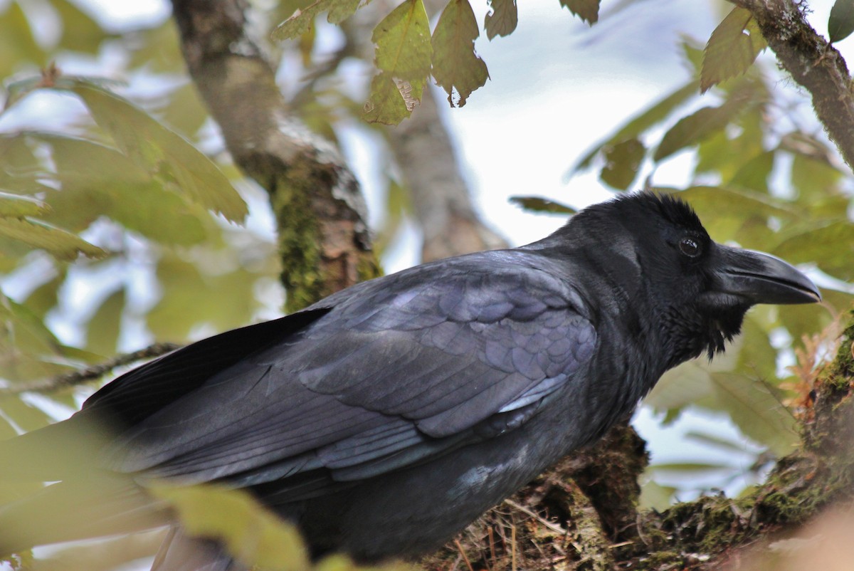 Large-billed Crow - ML432606781