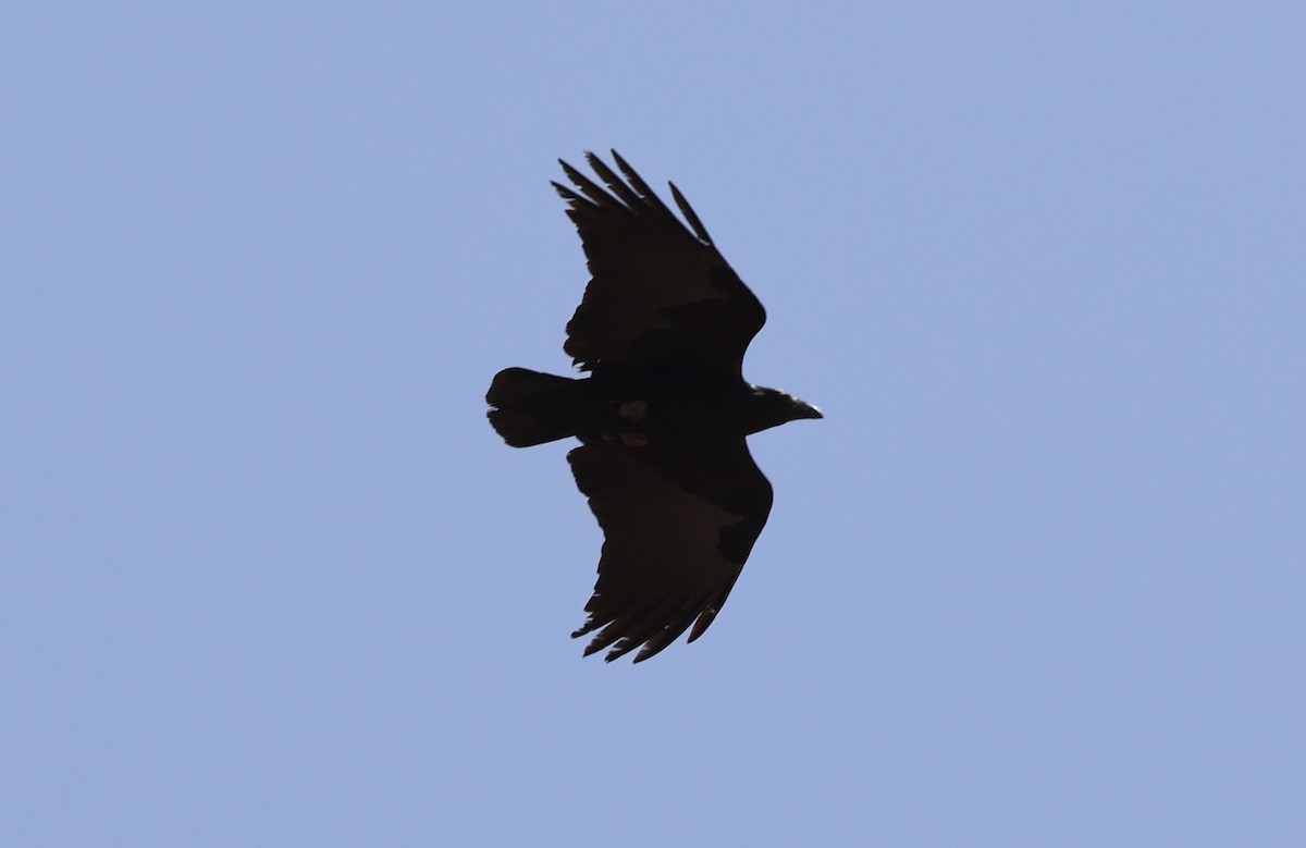 Fan-tailed Raven - ML432607021