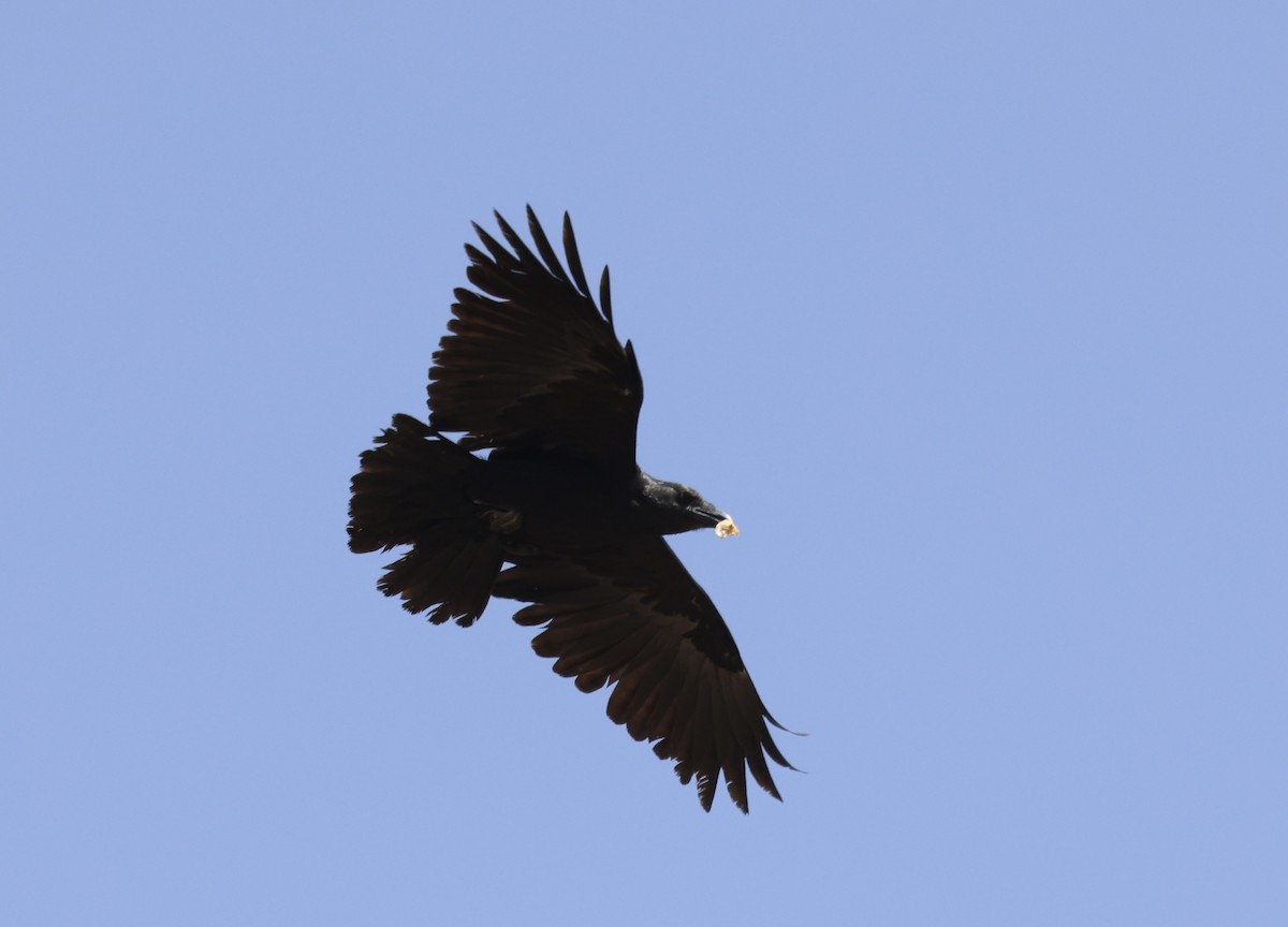 Fan-tailed Raven - ML432607101