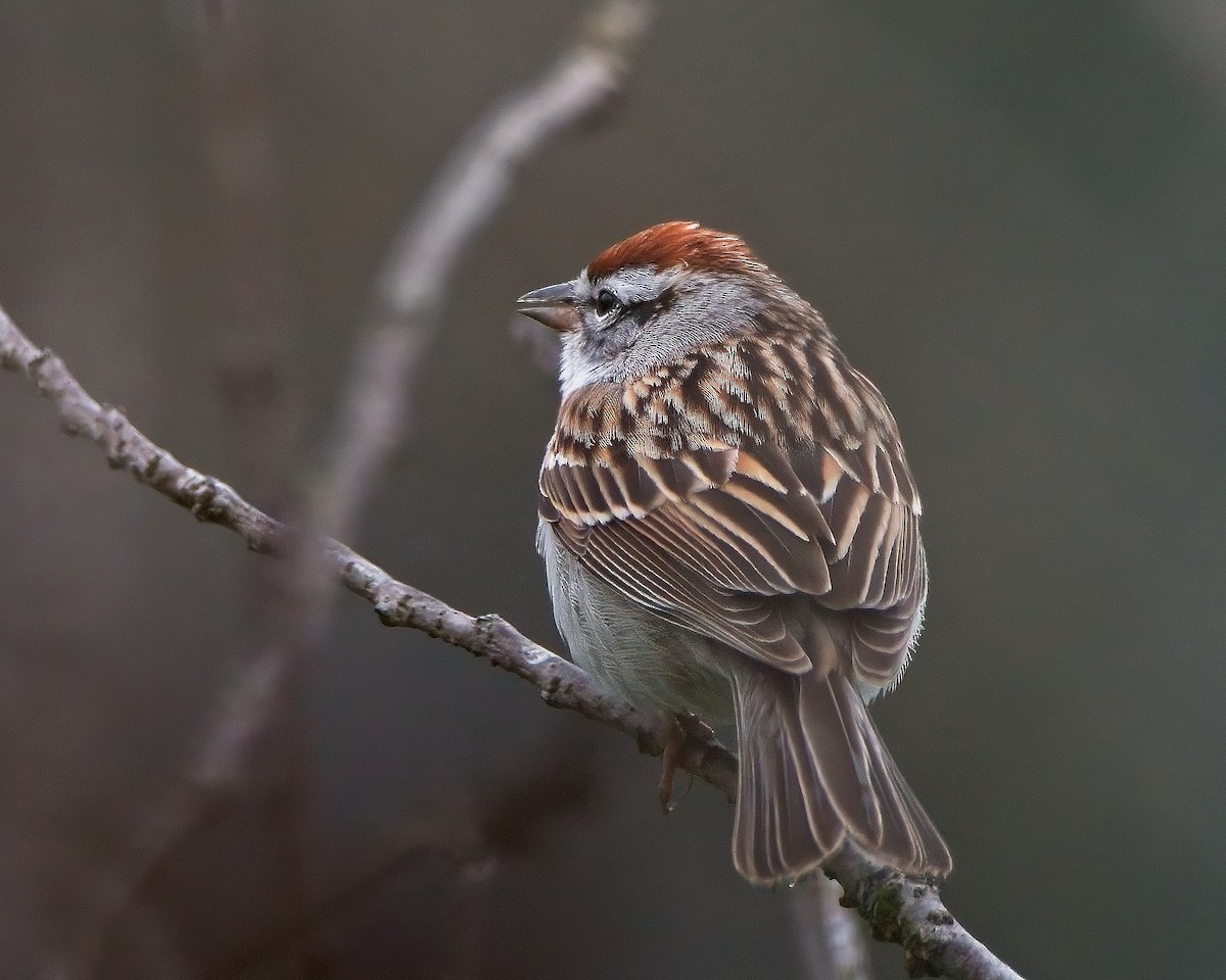 strnádka vrabcovitá - ML432608061