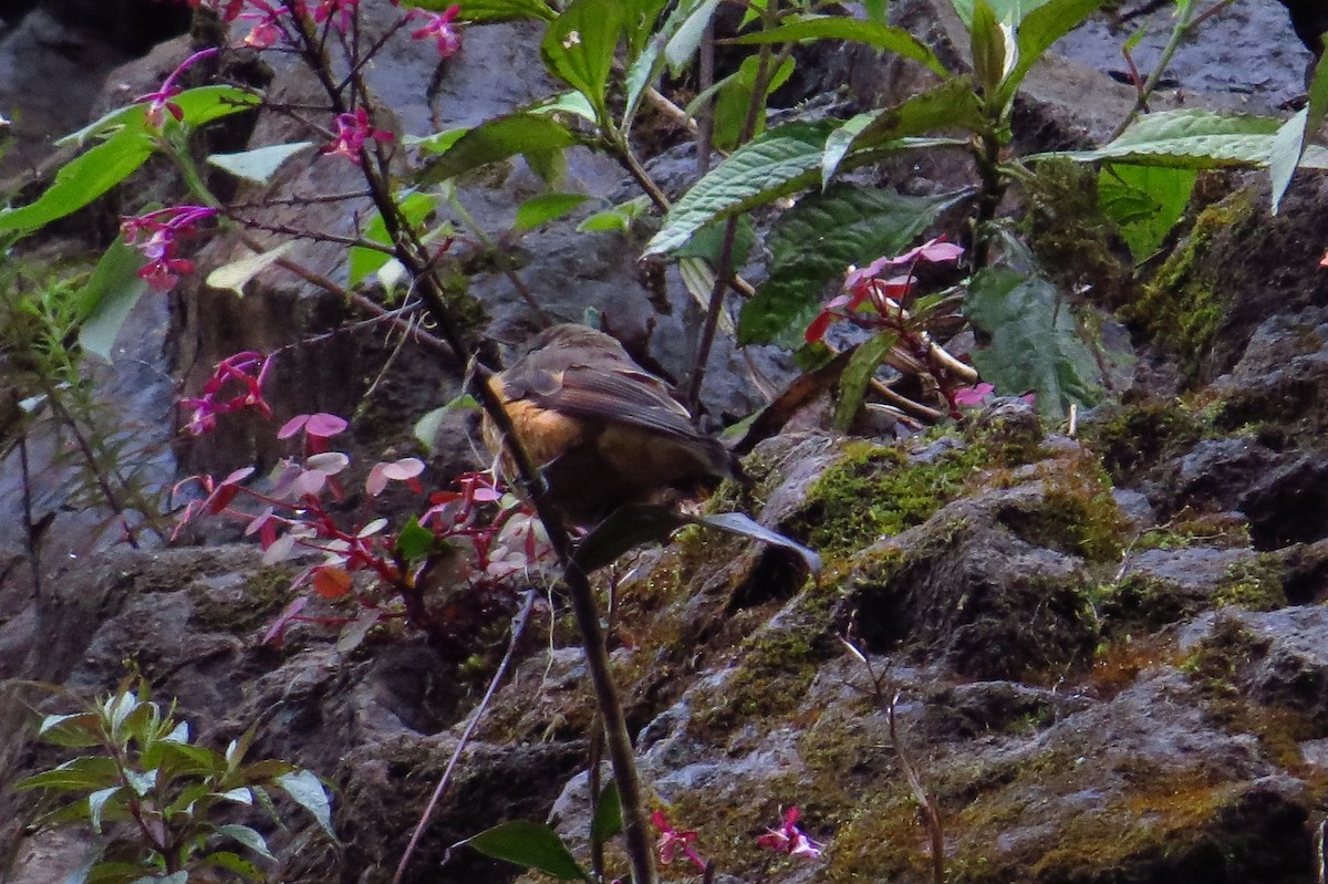 Streak-throated Bush-Tyrant - ML43260861