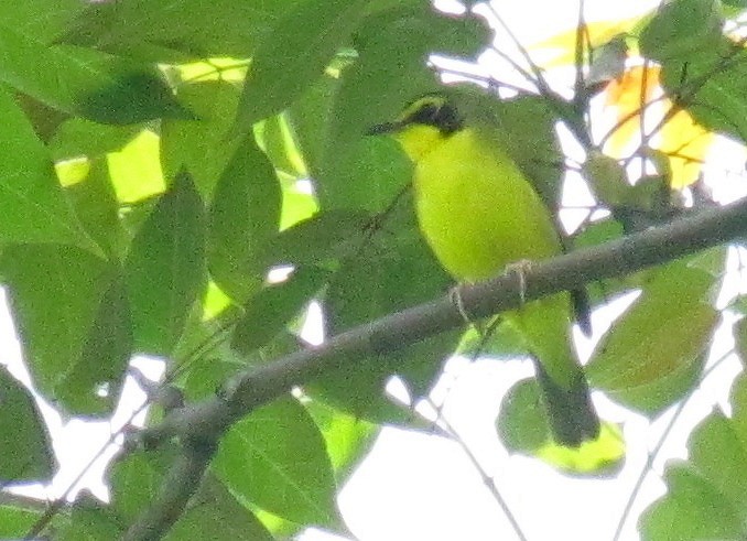 Kentucky Warbler - ML432609581