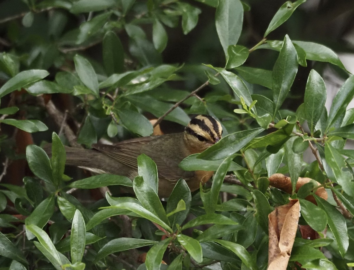 Paruline vermivore - ML432609801