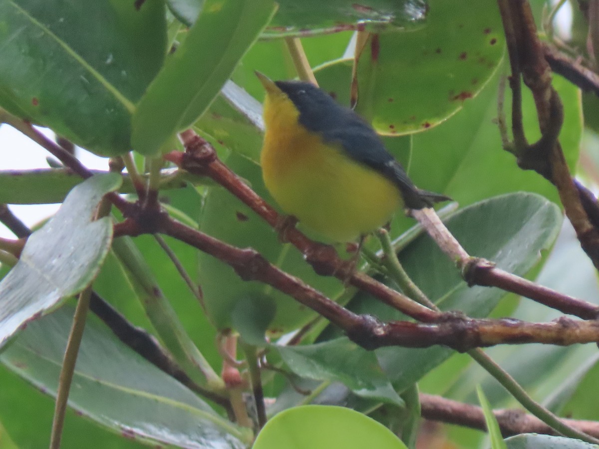 Tropical Parula (Middle American) - ML432610191