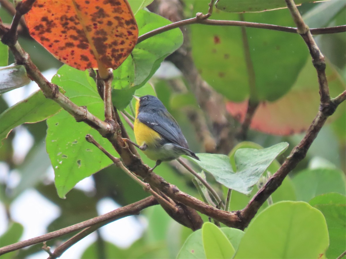 Tropical Parula (Middle American) - Doug Kibbe