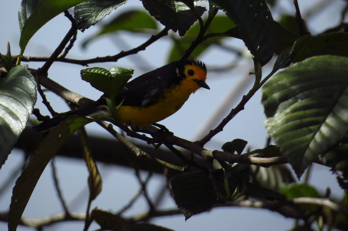 Golden-fronted Redstart - ML43261061