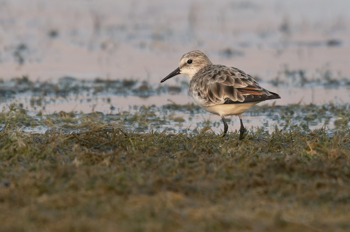 Little Stint - ML432610761