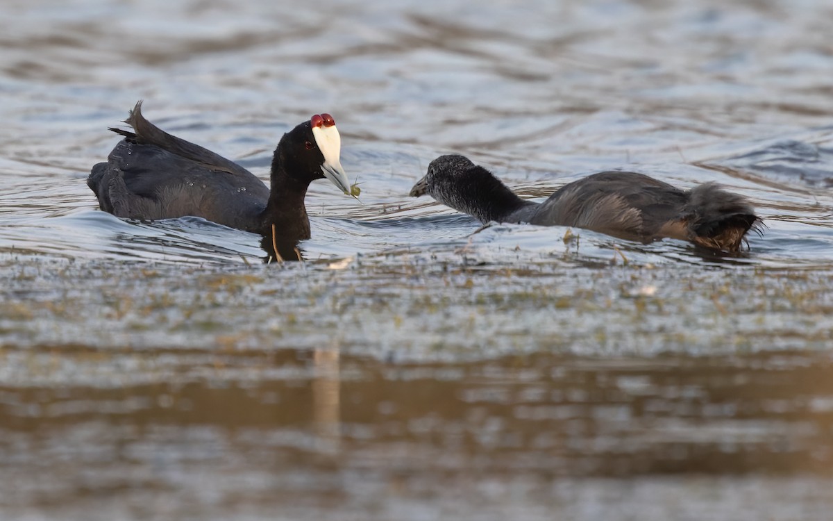 Red-knobbed Coot - ML432610871