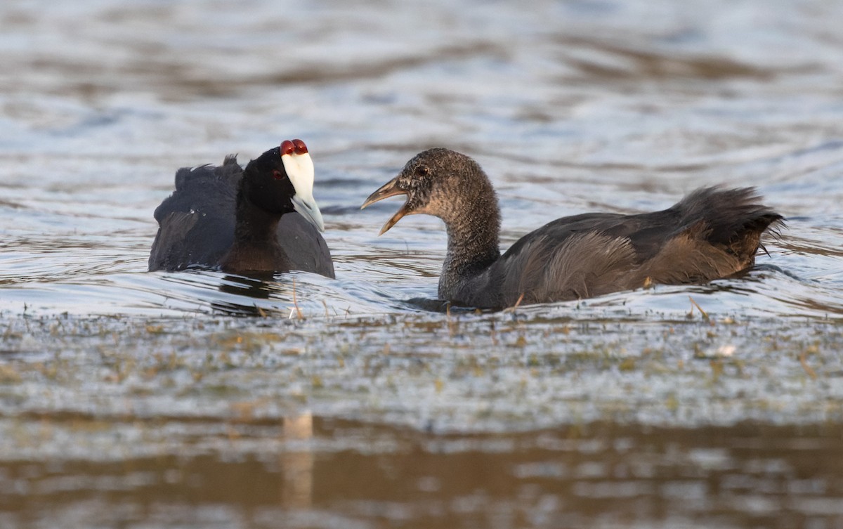 Red-knobbed Coot - ML432610891