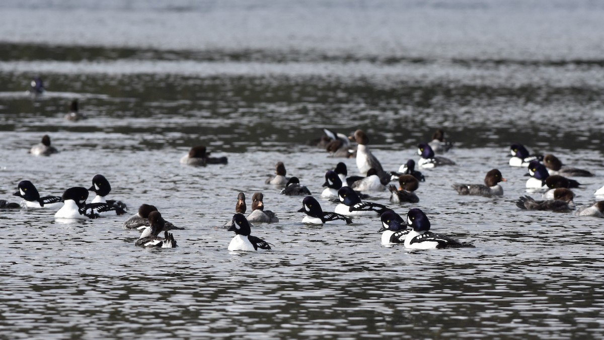 Barrow's Goldeneye - ML432611291