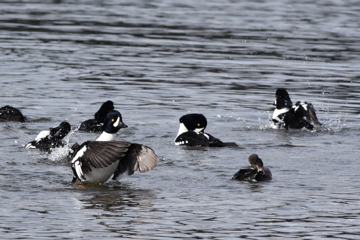 Barrow's Goldeneye - ML432611361