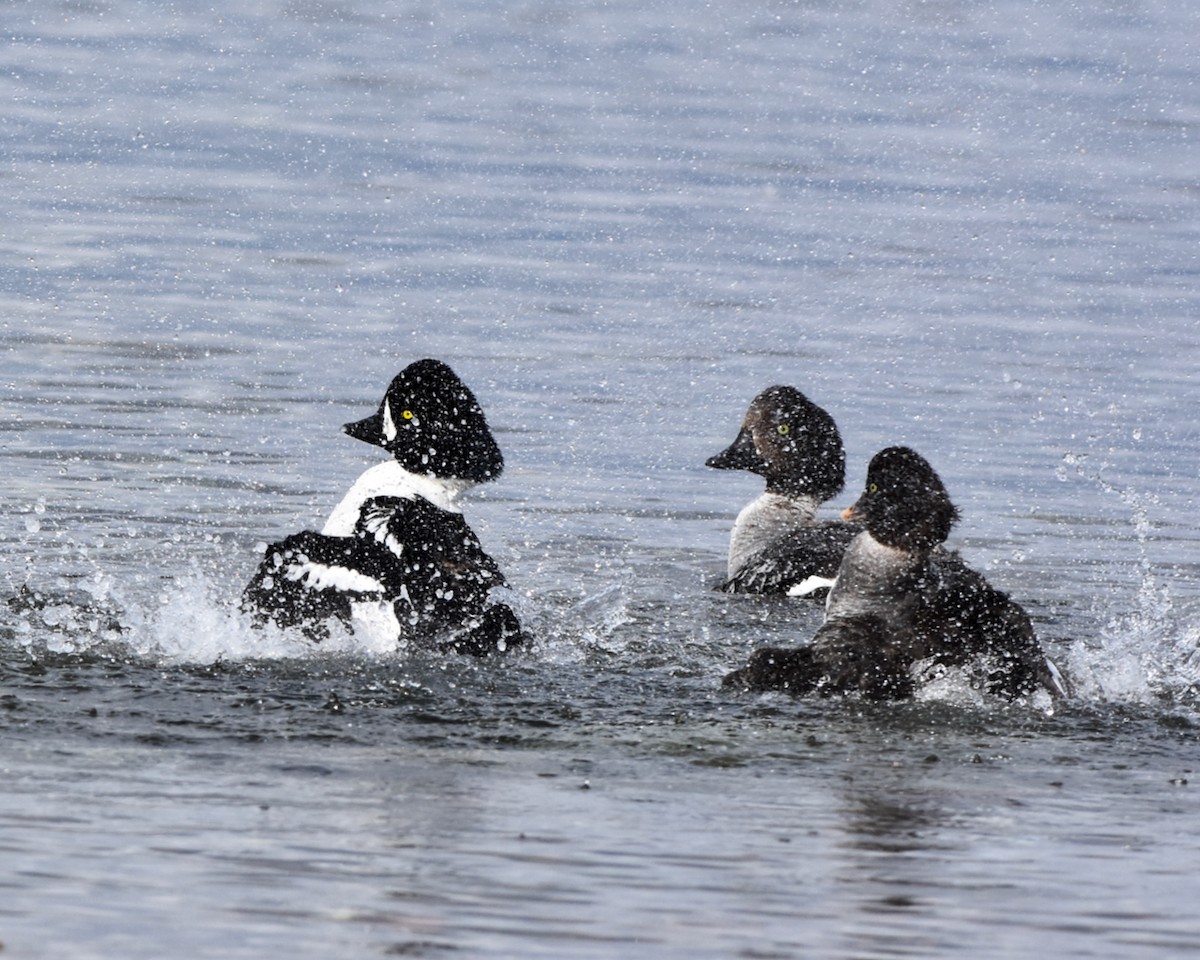 Barrow's Goldeneye - ML432611381