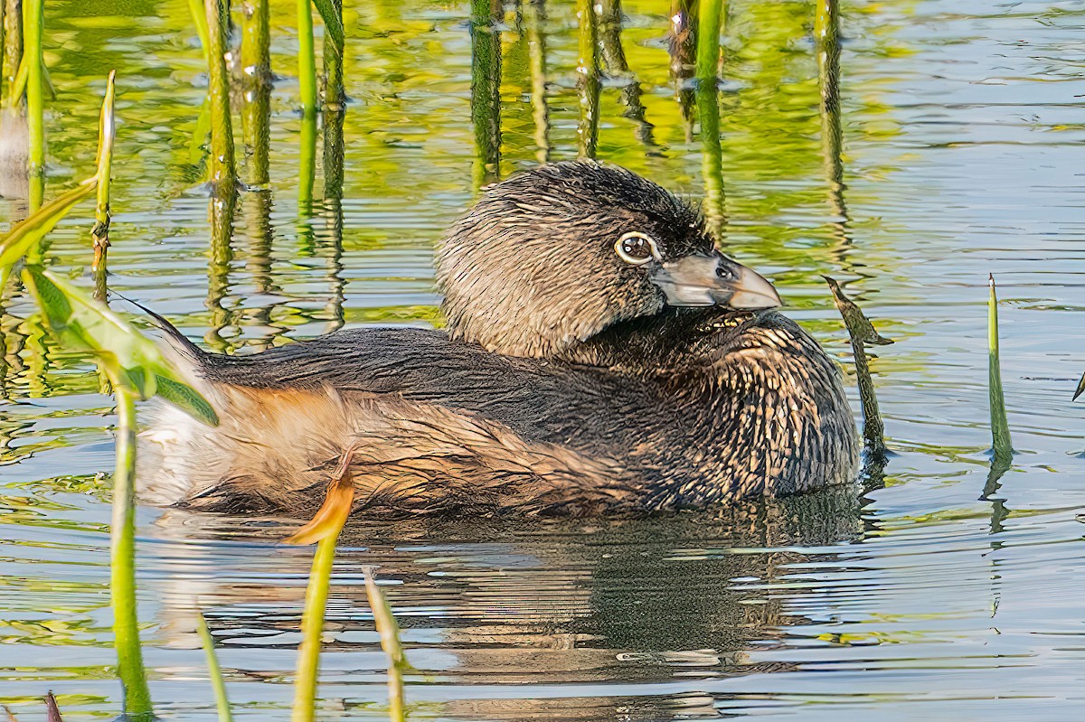 Pied-billed Grebe - ML432613651