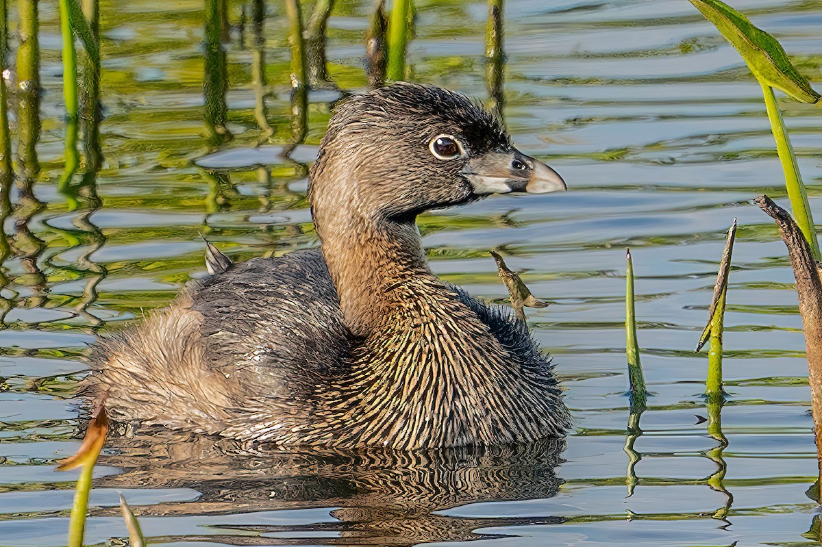 Pied-billed Grebe - ML432613671