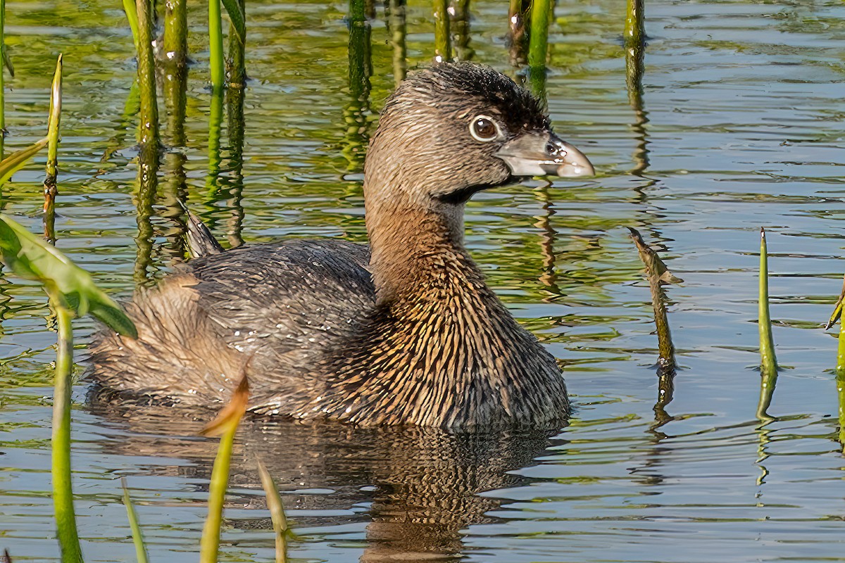 Pied-billed Grebe - ML432613691