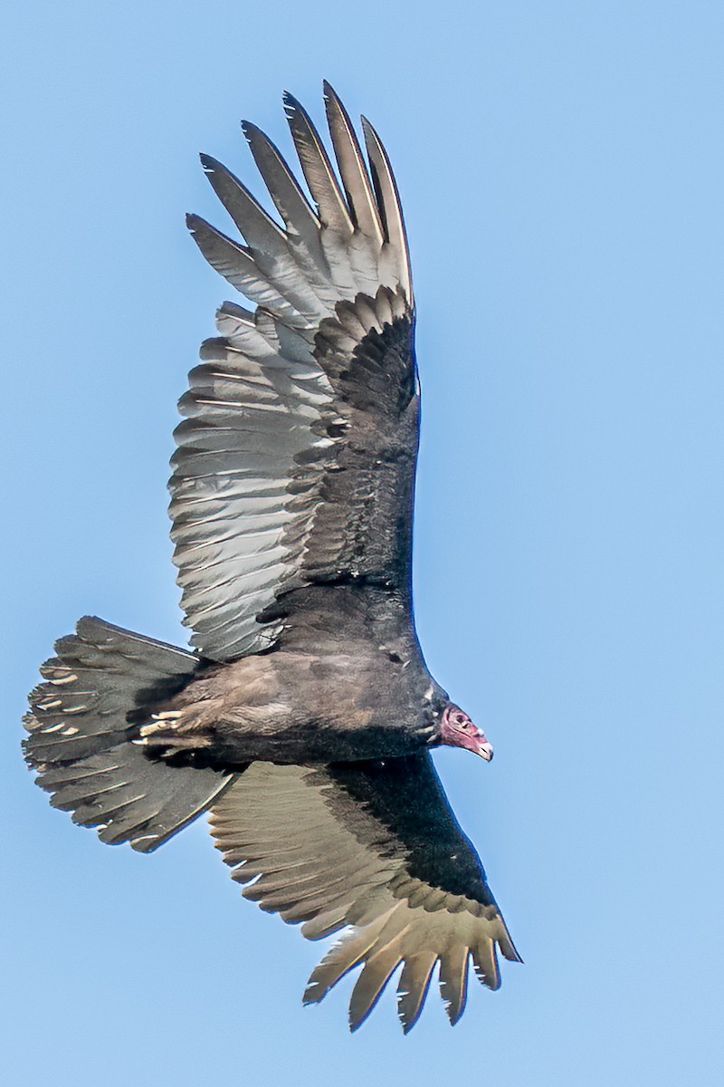 ヒメコンドル - ML432613781