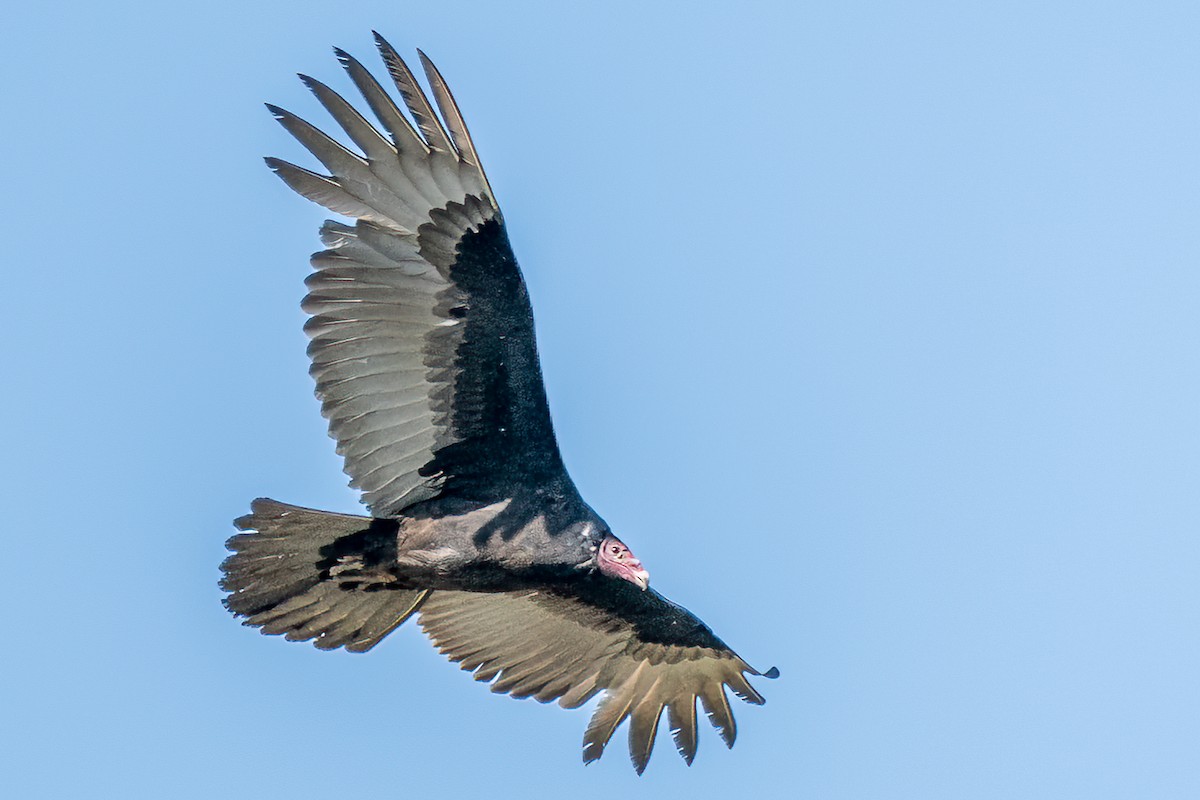 Turkey Vulture - ML432613801