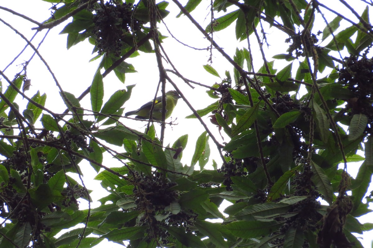 Hooded Siskin - ML43261401