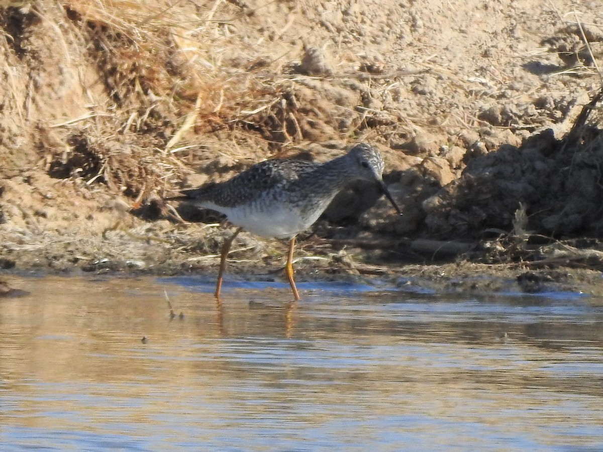Lesser Yellowlegs - ML432615441