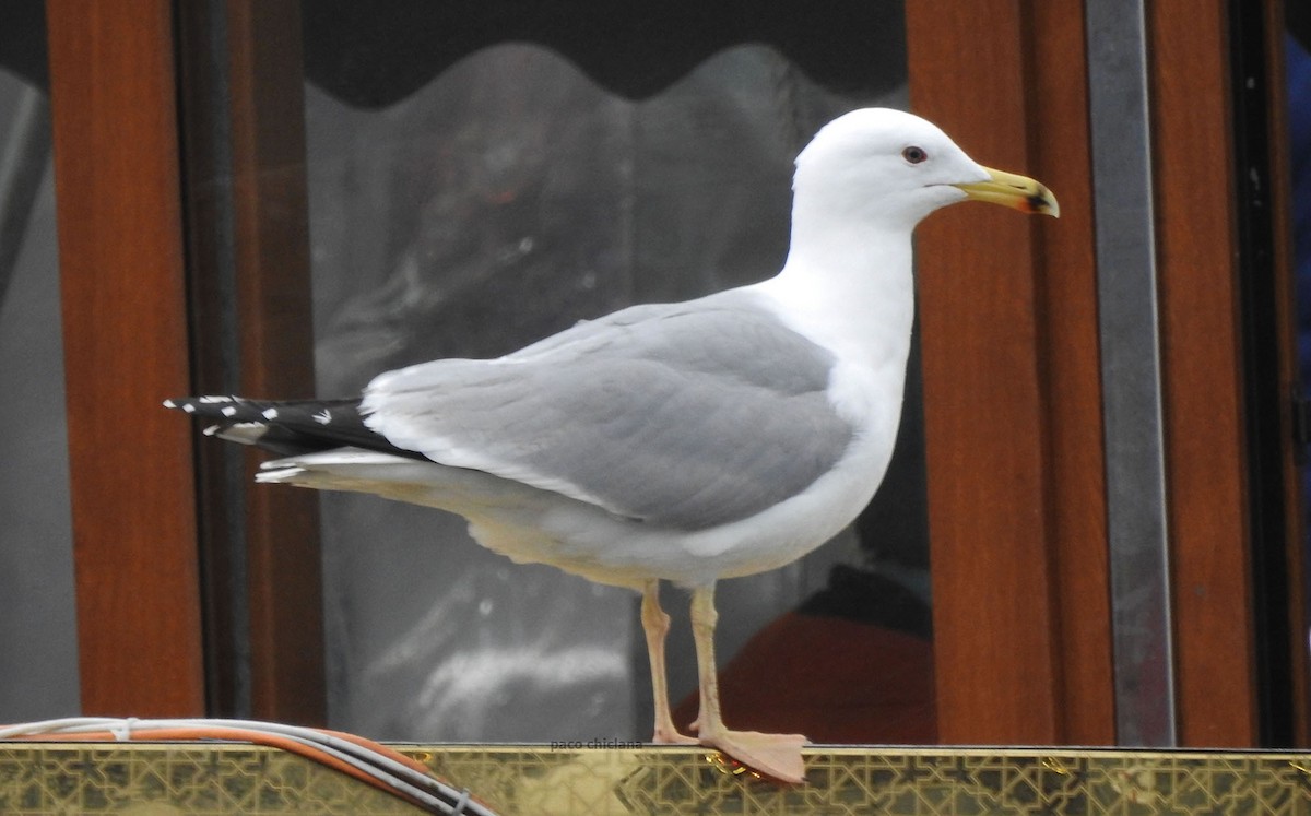 Caspian/Yellow-legged Gull - Paco Chiclana