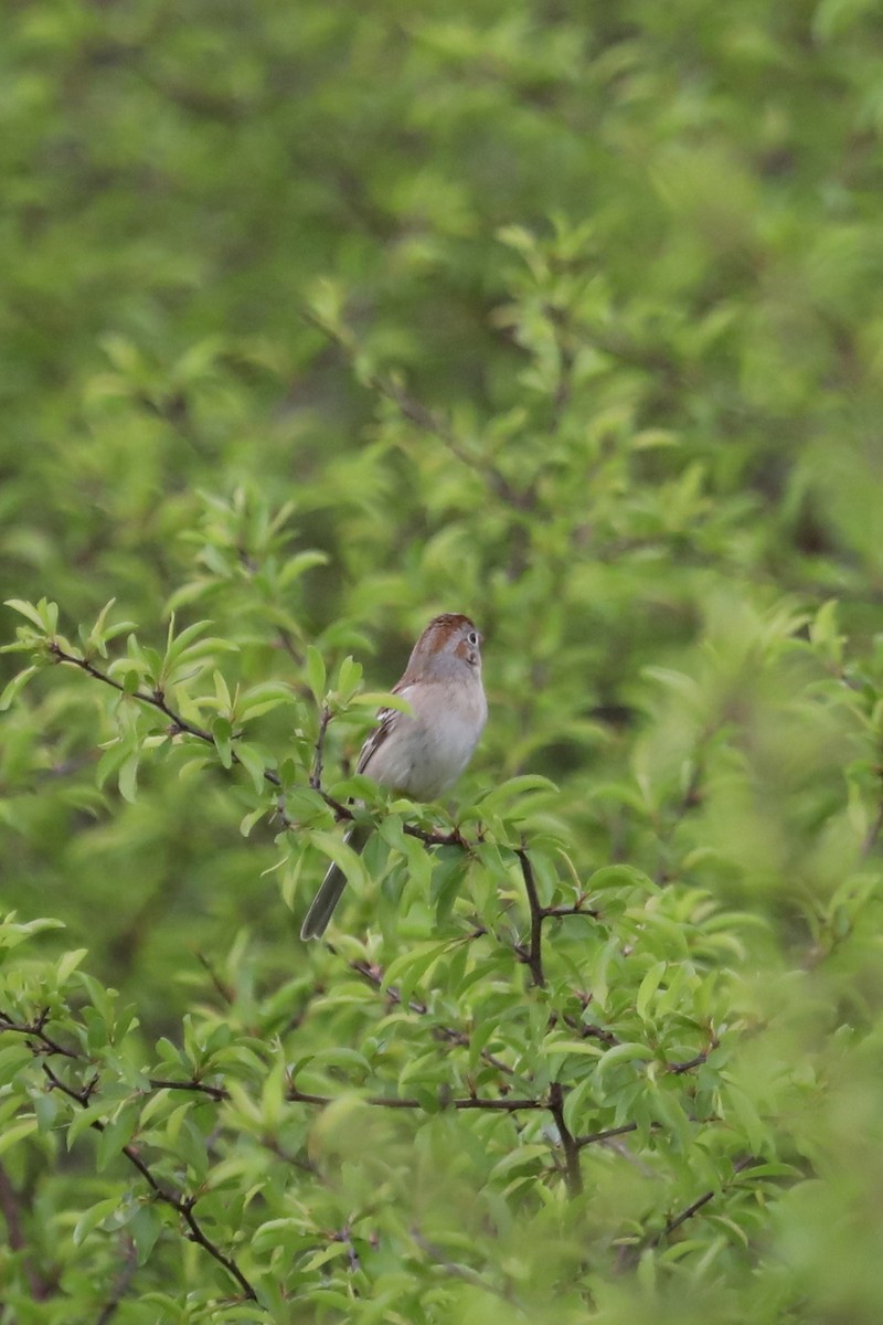 Field Sparrow - ML432616741