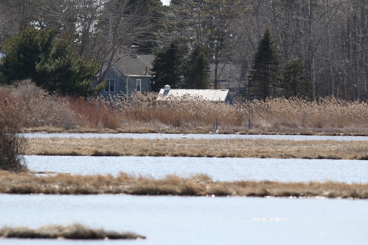 Trumpeter Swan - ML432616811