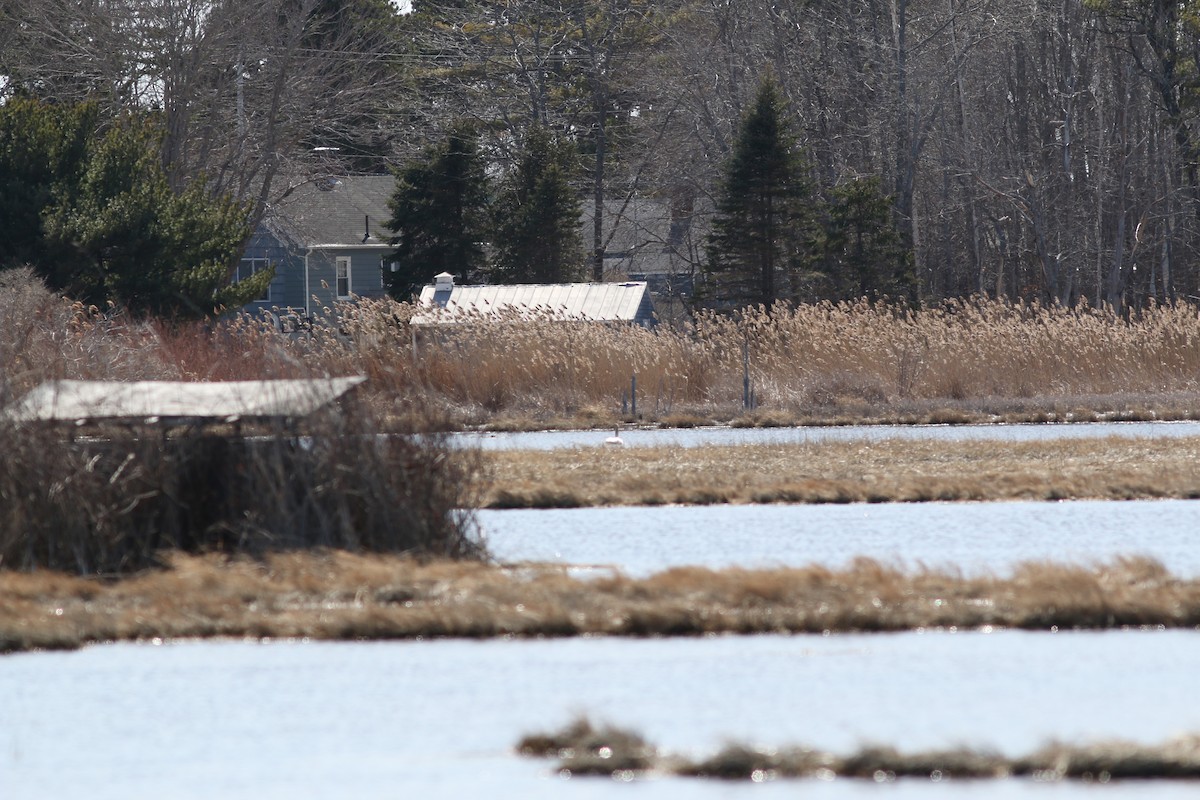 Trumpeter Swan - ML432616851