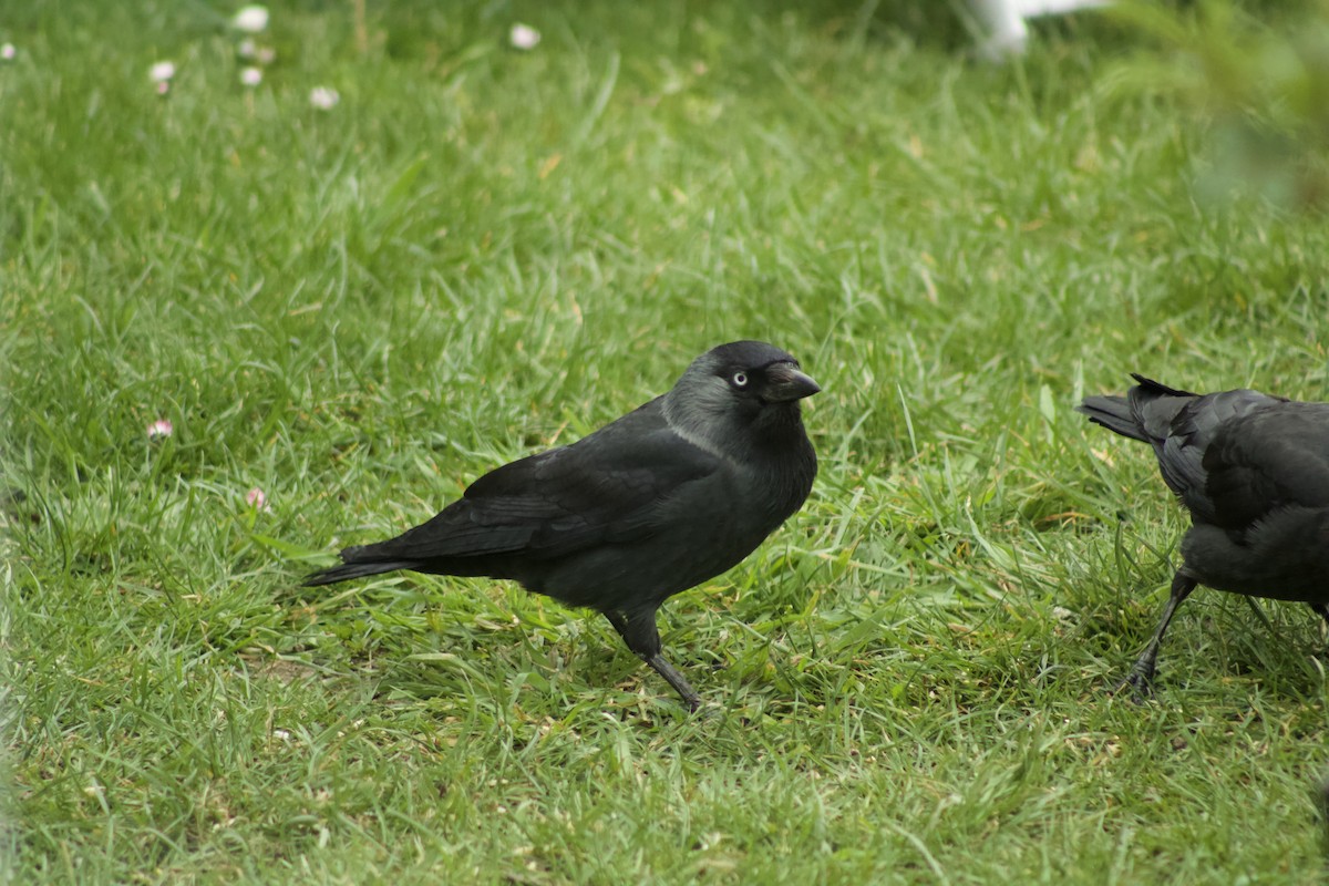 Eurasian Jackdaw - ML432617351